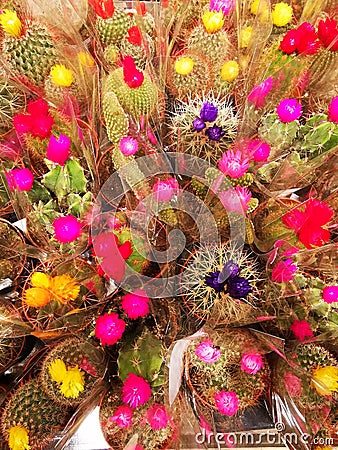 Colorful flowering cacti in pots Stock Photo