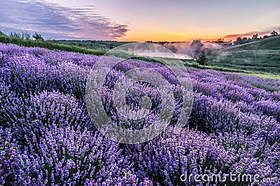 Colorful flowering lavandula or lavender field in the dawn light Stock Photo