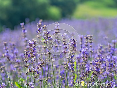 Colorful flowering lavender shrub close up. Beautiful nature background Stock Photo