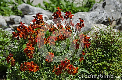 Colorful flowering Wallflower plants in springtime Stock Photo