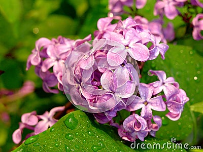 Colorful flowers Stock Photo