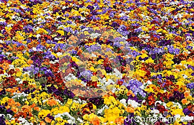 Colorful flowers Stock Photo