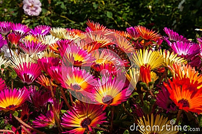 Colorful flowers in Akureyri botanic garden Stock Photo