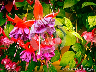 Colorful Flowers of Alaska Stock Photo