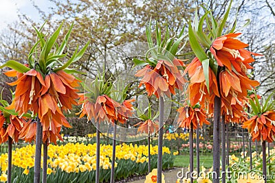 Colorful flowers and blossom in dutch spring garden Keukenhof, Netherlands Stock Photo