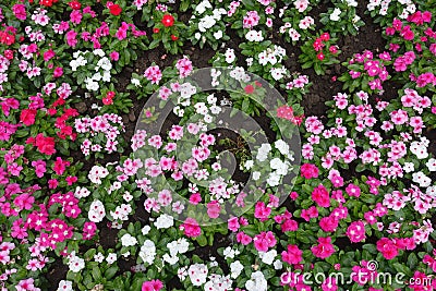Colorful flowers of Catharanthus roseus Stock Photo