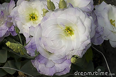 Colorful flowers close up Stock Photo