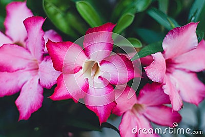 Bright flowers with dark leaves Stock Photo