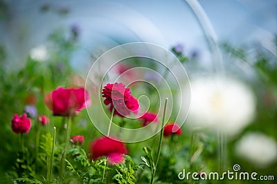 Colorful flowers on the flower farm Stock Photo