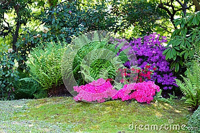 Colorful flowers and flowering bushes Stock Photo