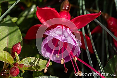 Colorful flowers of fuchsia magellanica flowers in spring garden Stock Photo