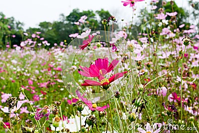 Sweet pink purple cosmos flowers in the field Stock Photo