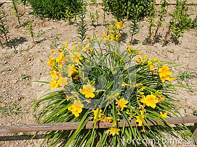 Colorful flowers in the garden Stock Photo