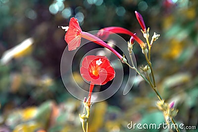 The Colorful flowers Stock Photo