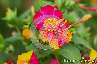 Colorful flowers of Mirabilis Jalapa four o`clock flower Stock Photo