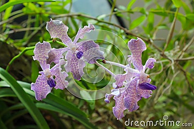 Colorful Flowers At Peradeniya Royal Botanical Garden Kandy, Sri Lanka Stock Photo