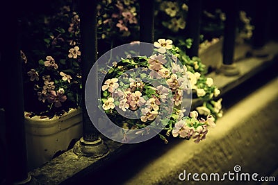 Colorful flowers in pots Stock Photo