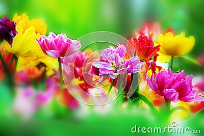 Colorful flowers in spring garden Stock Photo