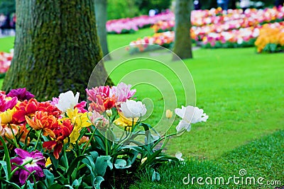 Colorful flowers in spring park Stock Photo