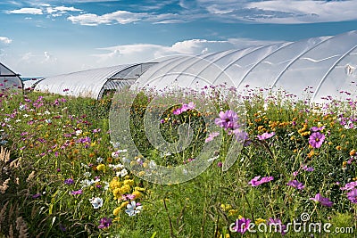 Colorful Flowers in Meadow in Front of Greenhouse Stock Photo