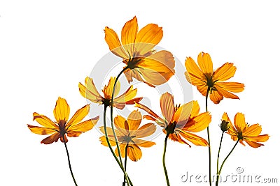 Colorful flowers transparent on isolated white background, vibrant color Stock Photo