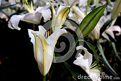 Colorful flowers. White Asiatic lily flower. Stock Photo