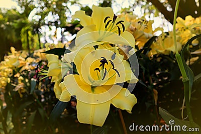 Colorful flowers. Yellow Asiatic lily flower. Stock Photo