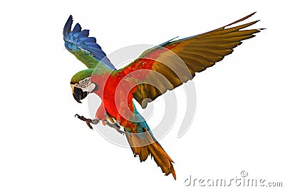 Colorful flying macaw parrot isolated on white Stock Photo