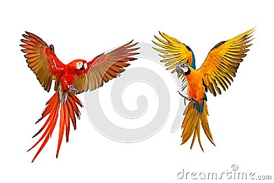 Colorful flying macaw parrots isolated on white Stock Photo