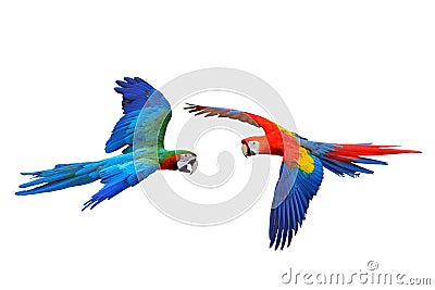 Colorful flying macaw parrots isolated on white Stock Photo