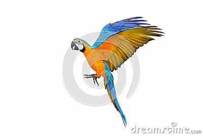 Colorful flying parrot isolated on white Stock Photo