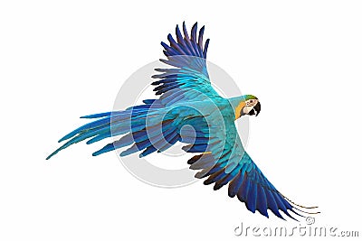 Colorful flying parrot isolated on white background. Stock Photo