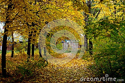 Colorful foliage in the autumn park Stock Photo