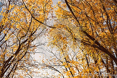 Colorful foliage in the autumn Stock Photo