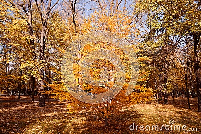 Colorful foliage in the autumn Stock Photo