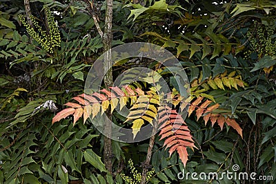 Colorful foliage of Mahonia x media Stock Photo