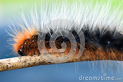 Colorful and fuzzy caterpillar Stock Photo