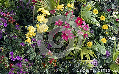 Colorful Garden flowers Stock Photo