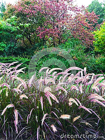 Colorful garden with ornamental grass Stock Photo