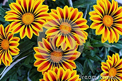 Colorful Gazania flowers Stock Photo