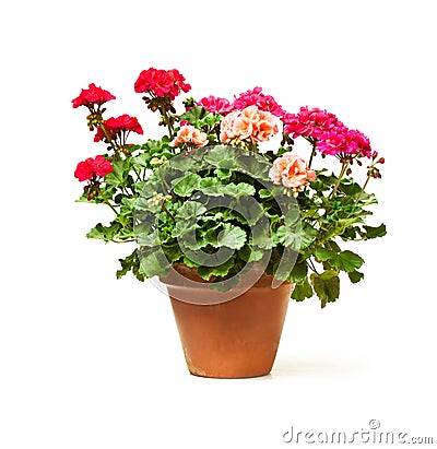 Colorful Geranium flower in ceramic flowerpot isolated on white Stock Photo