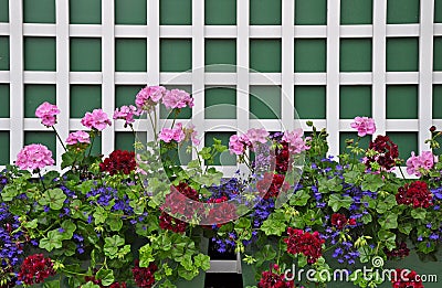 Colorful geranium planters Stock Photo