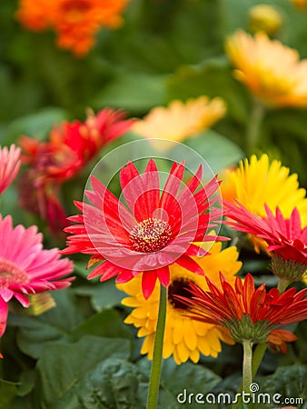 Colorful gerbera daisies during spring Stock Photo