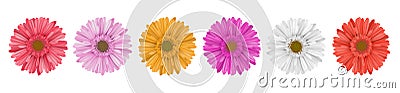 Colorful gerbera daisy flower row for banner Vector Illustration