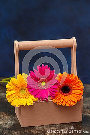 Colorful gerbera daisy flowers in wooden box, blue background Stock Photo