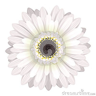 Colorful gerbera flower head. Vector Illustration