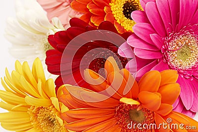 Colorful gerbera flowers Stock Photo