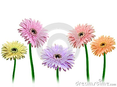 Colorful gerbera flowers Stock Photo