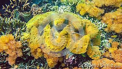 Colorful giant Tridacna gigas grows in the shallows of Raja Ampat, Indonesia. Stock Photo