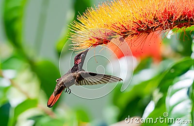 Beautiful Ruby Topaz hummingbird in a tropical garden feeding on a colorful orange flower surrounded by green plants. Stock Photo